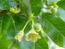 Image of Matelea crassifolia (Standl.) R. E. Woodson