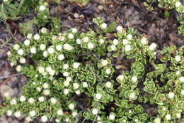 Image of Baccharis magellanica (Lam.) Pers.