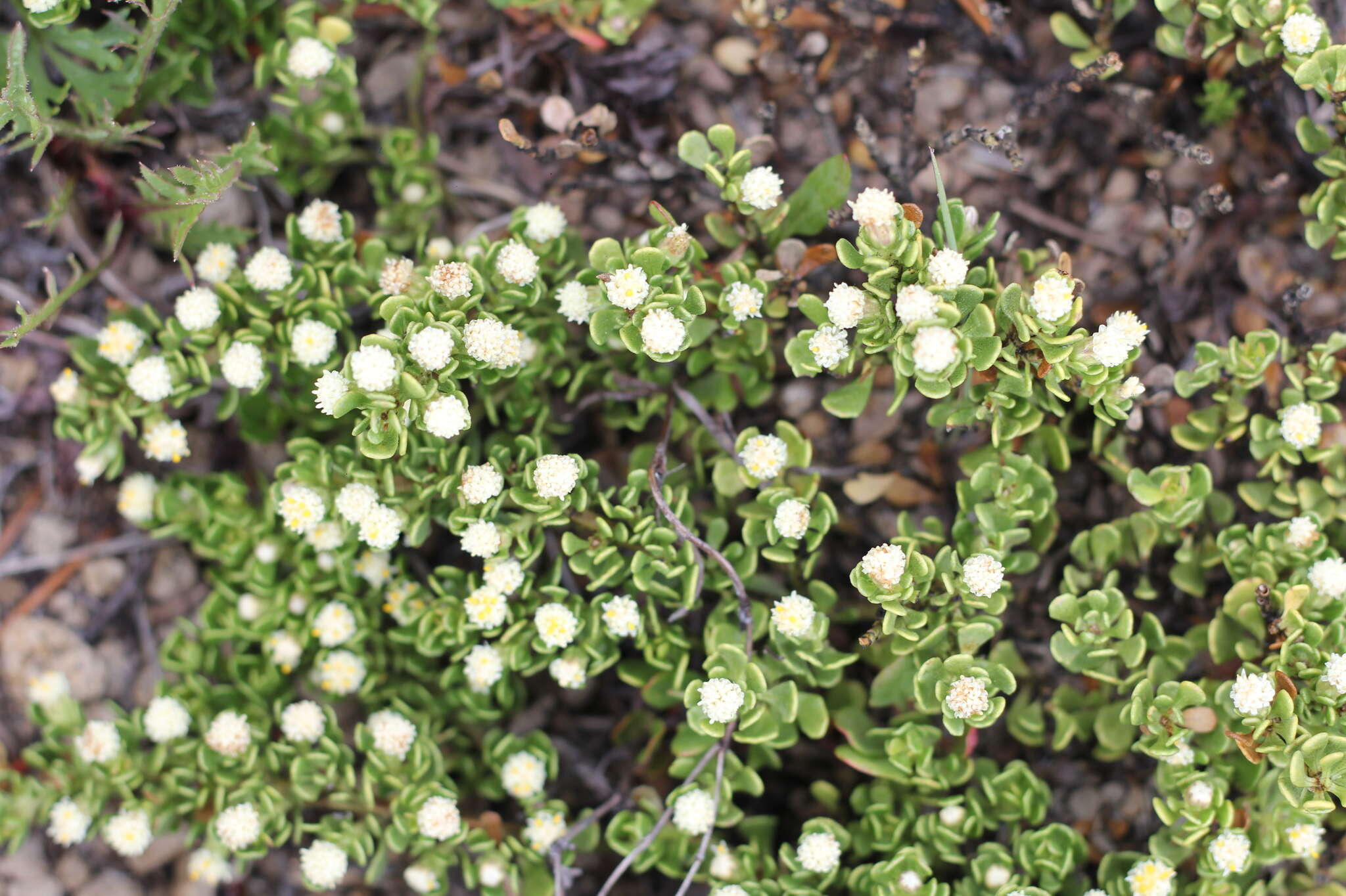 Image of Baccharis magellanica (Lam.) Pers.