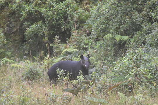 Plancia ëd Tapirus pinchaque (Roulin 1829)