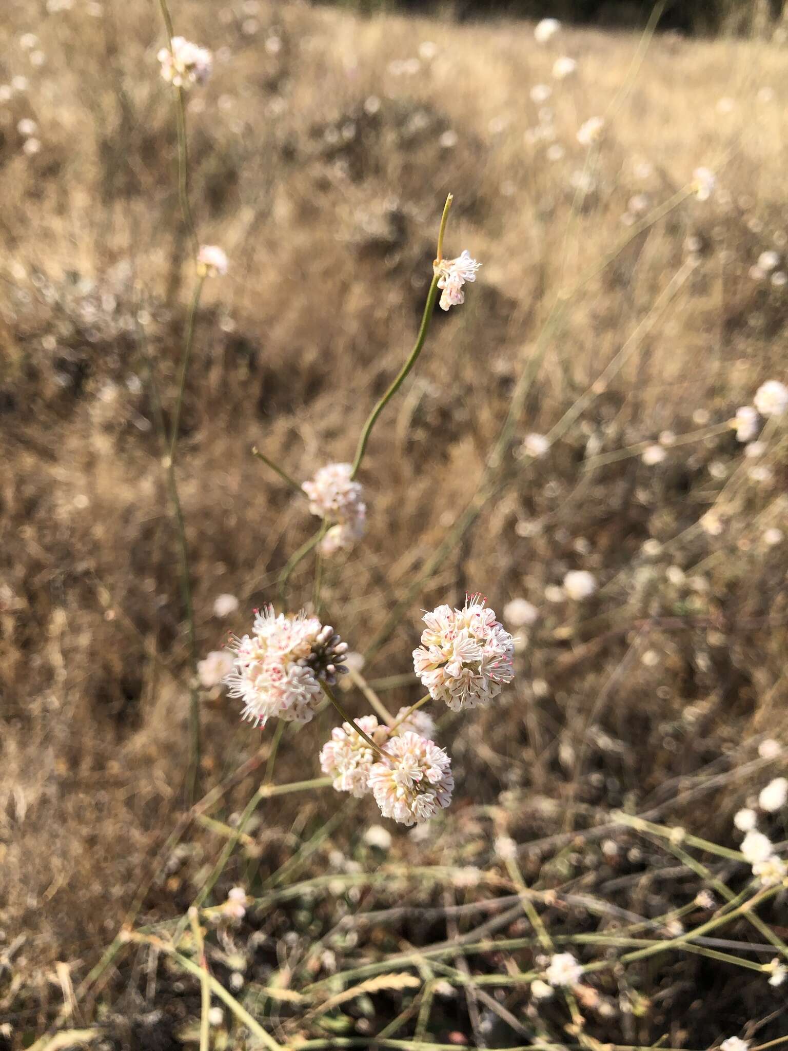 Image of naked buckwheat