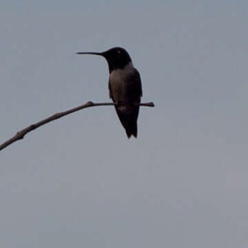 Image of Black-chinned Hummingbird