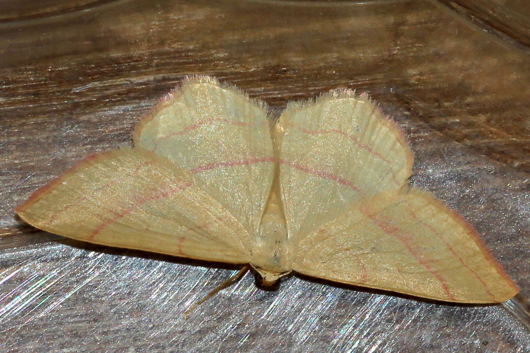 Image of Rhodostrophia vibicaria Clerck 1759