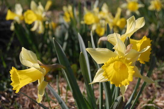 Image of daffodil