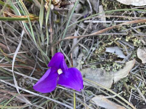 Image of Patersonia sericea var. longifolia (R. Br.) C. Moore & Betche