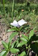 Image of Turnera grandiflora (Urban) M. M. Arbo