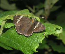 Слика од Lobocla bifasciatus Bremer & Grey 1853