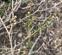 Image of mallee honeymyrtle