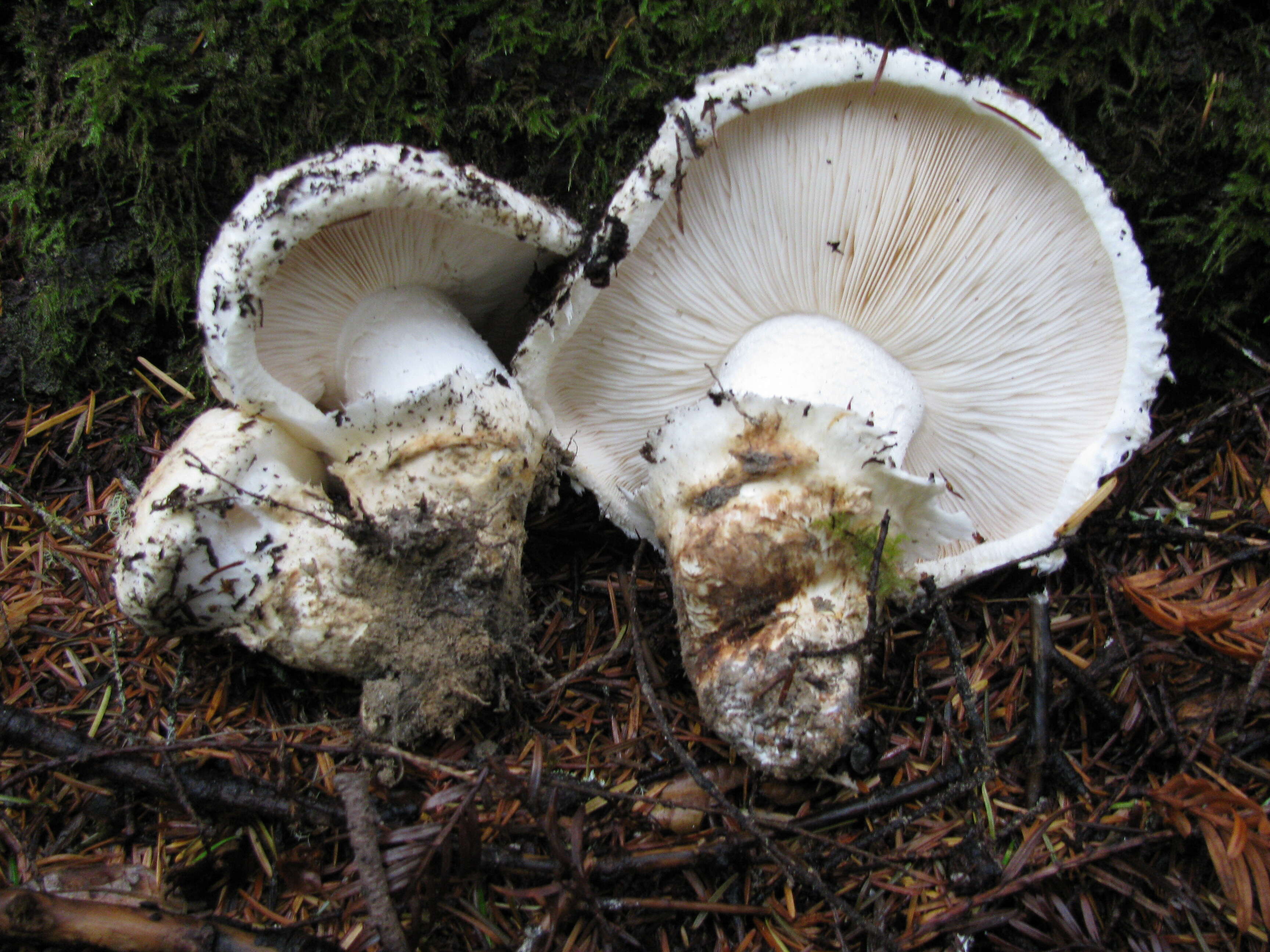 Image of White Matsutake