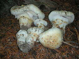 Image of White Matsutake