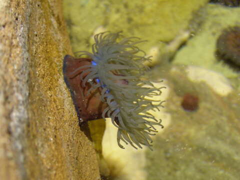 Image of Beadlet anemone