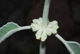 Image of Sideritis soluta subsp. gueimaris Négrin & P. Pérez