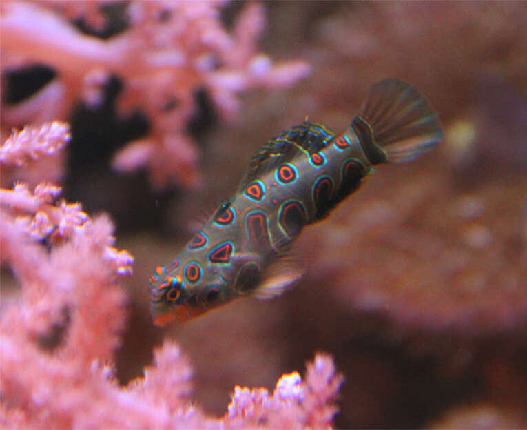 Image of Picturesque dragonet