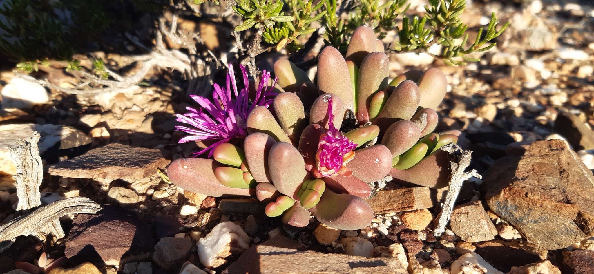 Image of Antegibbaeum fissoides (Haw.) Schwant. ex C. Weber