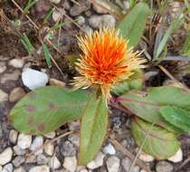 Image of Gomphrena arborescens L. fil.