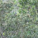 Image of Blue-capped Tanager