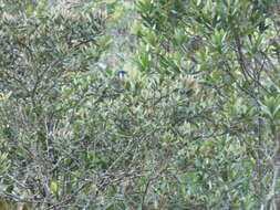 Image of Blue-capped Tanager