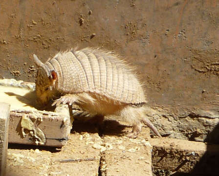 Image of Andean Hairy Armadillo