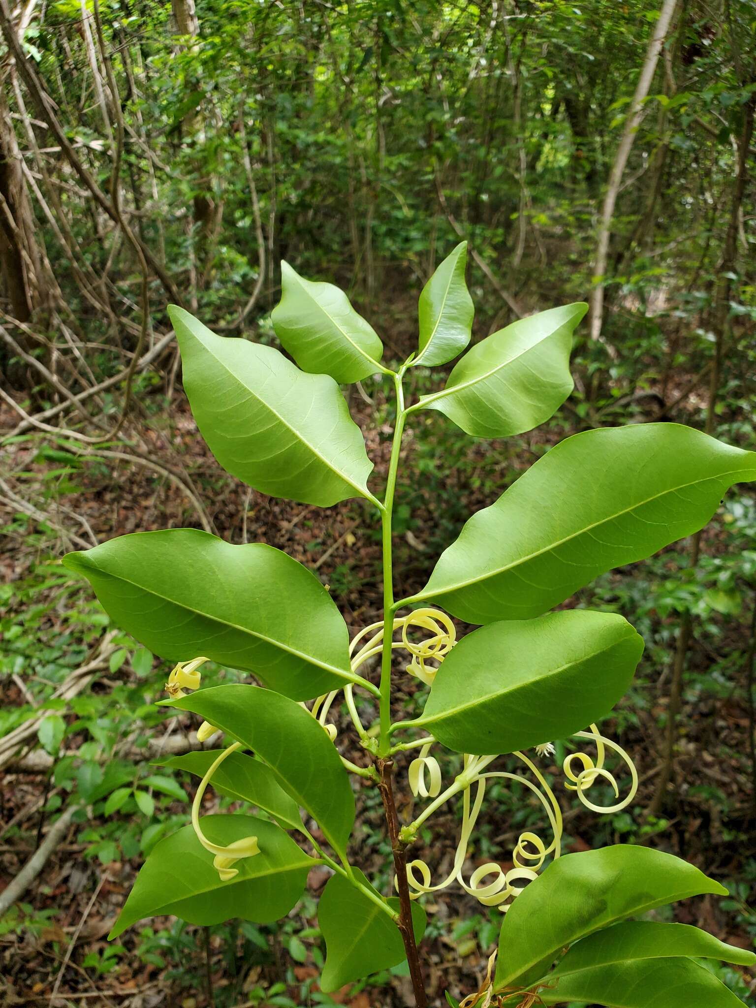 Humbertioturraea malifolia (Baker) M. Cheek的圖片