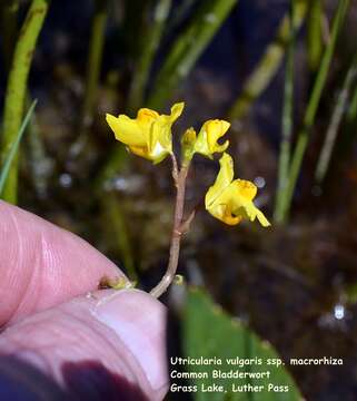 Image of Common bladderwort