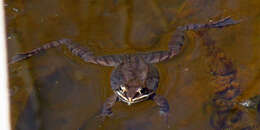 Lithobates sylvaticus (Le Conte 1825) resmi