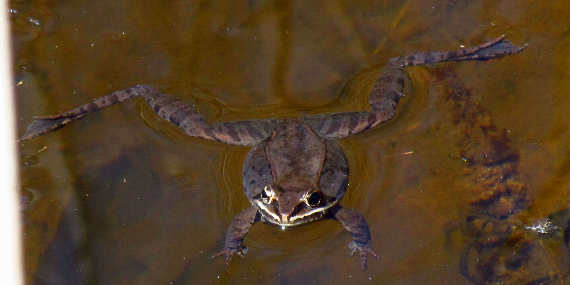 Lithobates sylvaticus (Le Conte 1825) resmi