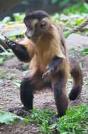 Image of Black-capped Capuchin