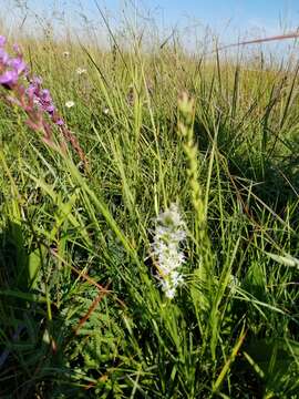 Image of Sharp Gayfeather