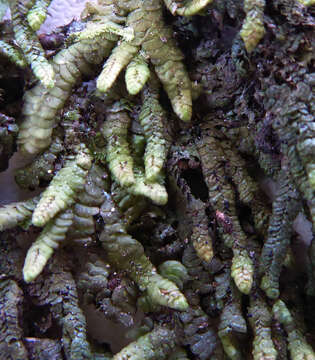 Image of Spruceanthus olivaceus (Hook. fil. & Taylor) X. Q. Shi, R. L. Zhu & Gradst.