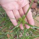 Imagem de Cyperus aggregatus (Willd.) Endl.