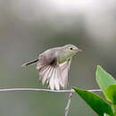 Image of Rodrigues Warbler