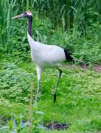 Image of Japanese Crane