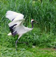 Image of Japanese Crane