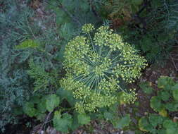 Image of Notobubon tenuifolium (Thunb.) Magee