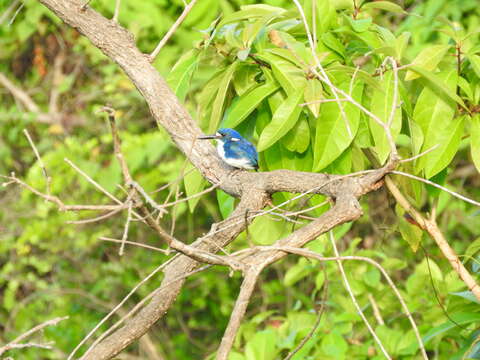 Image of Little Kingfisher