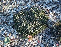 Image de Ceropegia mixta (Masson) Bruyns