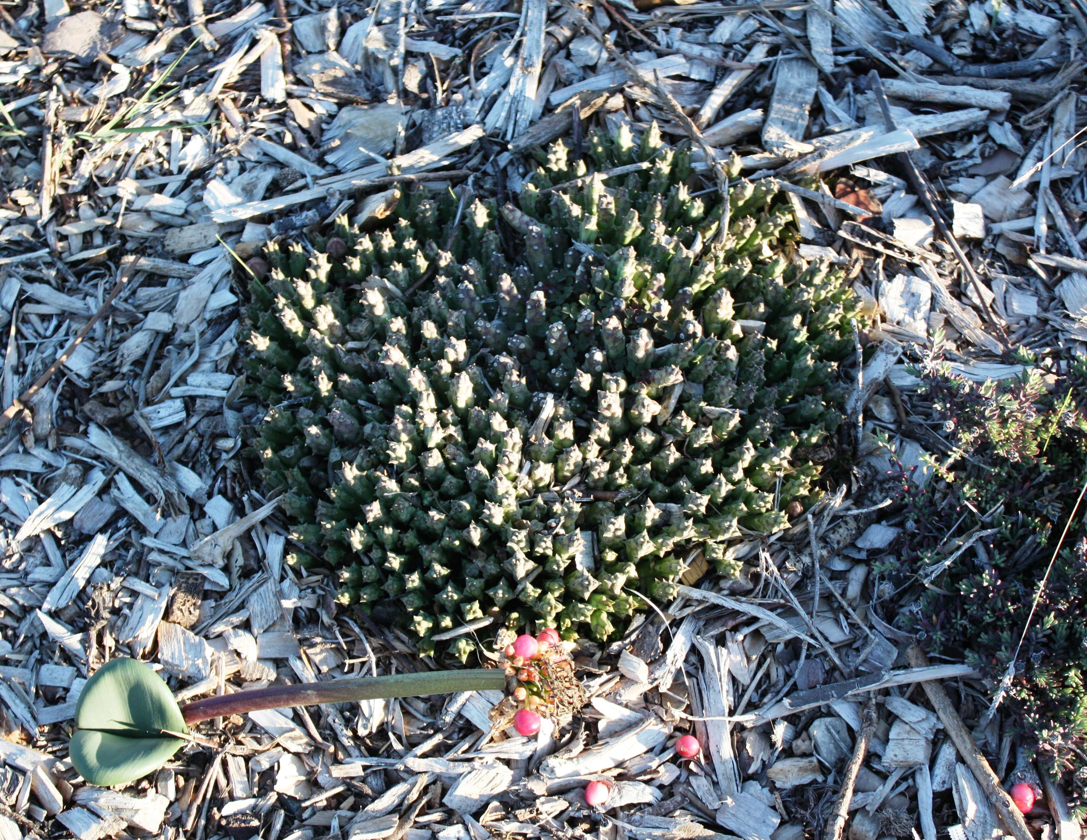 Image de Ceropegia mixta (Masson) Bruyns