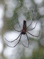 Imagem de Nephila constricta Karsch 1879