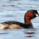 Image of Tachybaptus ruficollis capensis (Salvadori 1884)