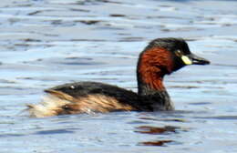 Image of Tachybaptus ruficollis capensis (Salvadori 1884)