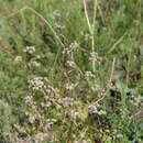 Image of Trinia leiogona (C. A. Mey.) B. Fedtsch.