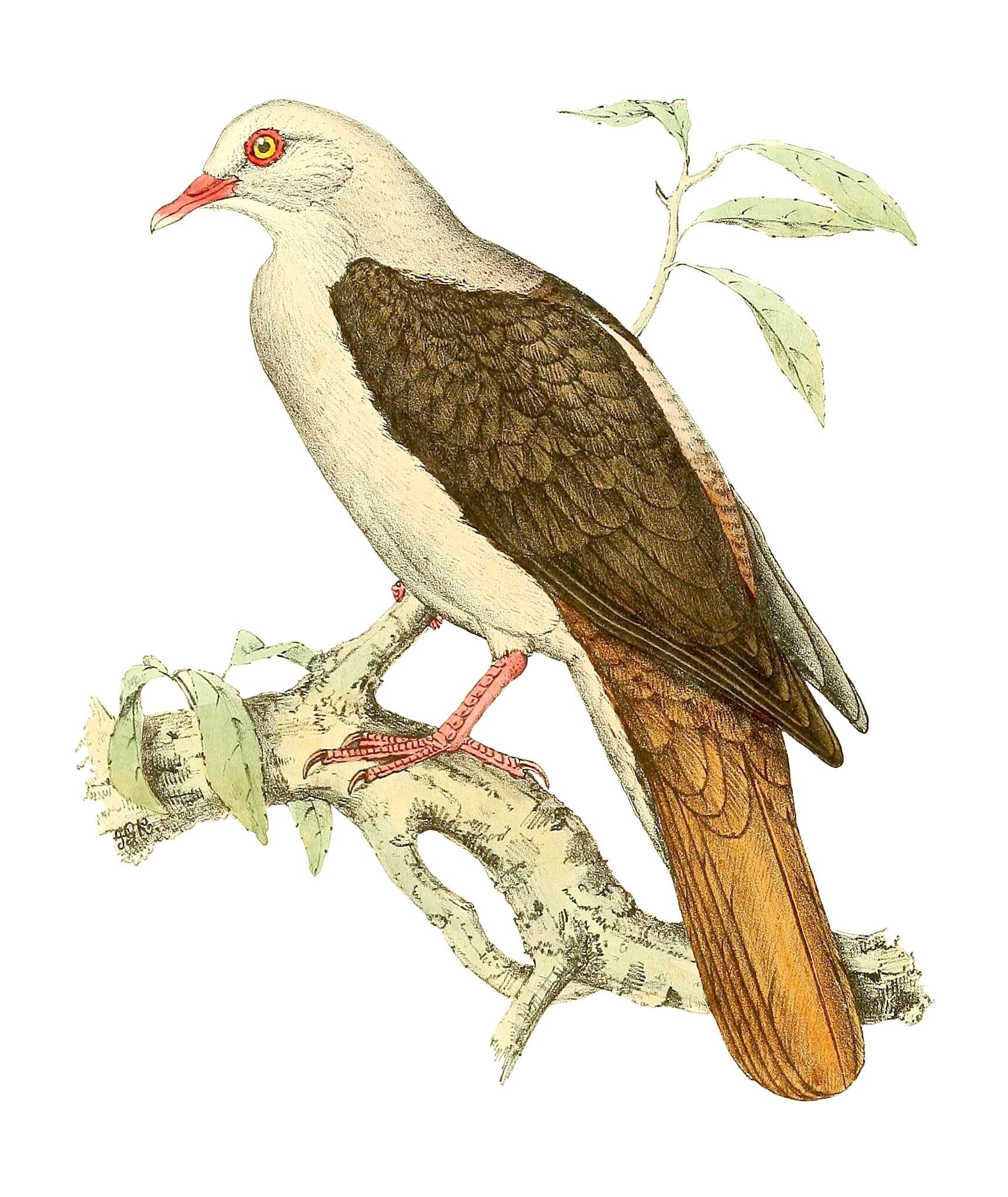 Image of Pink Pigeon