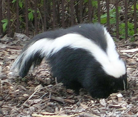 Image of Hooded and Striped Skunks