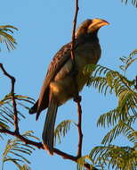 Image of African Grey Hornbill