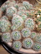 Image de Mammillaria prolifera (Mill.) Haw.