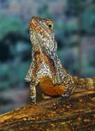 Image of Frilled Lizard