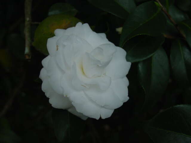 Image of camellia