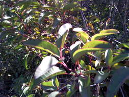 Image of laurel sumac