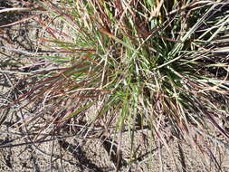 Image of Schizachyrium spicatum (Spreng.) Herter