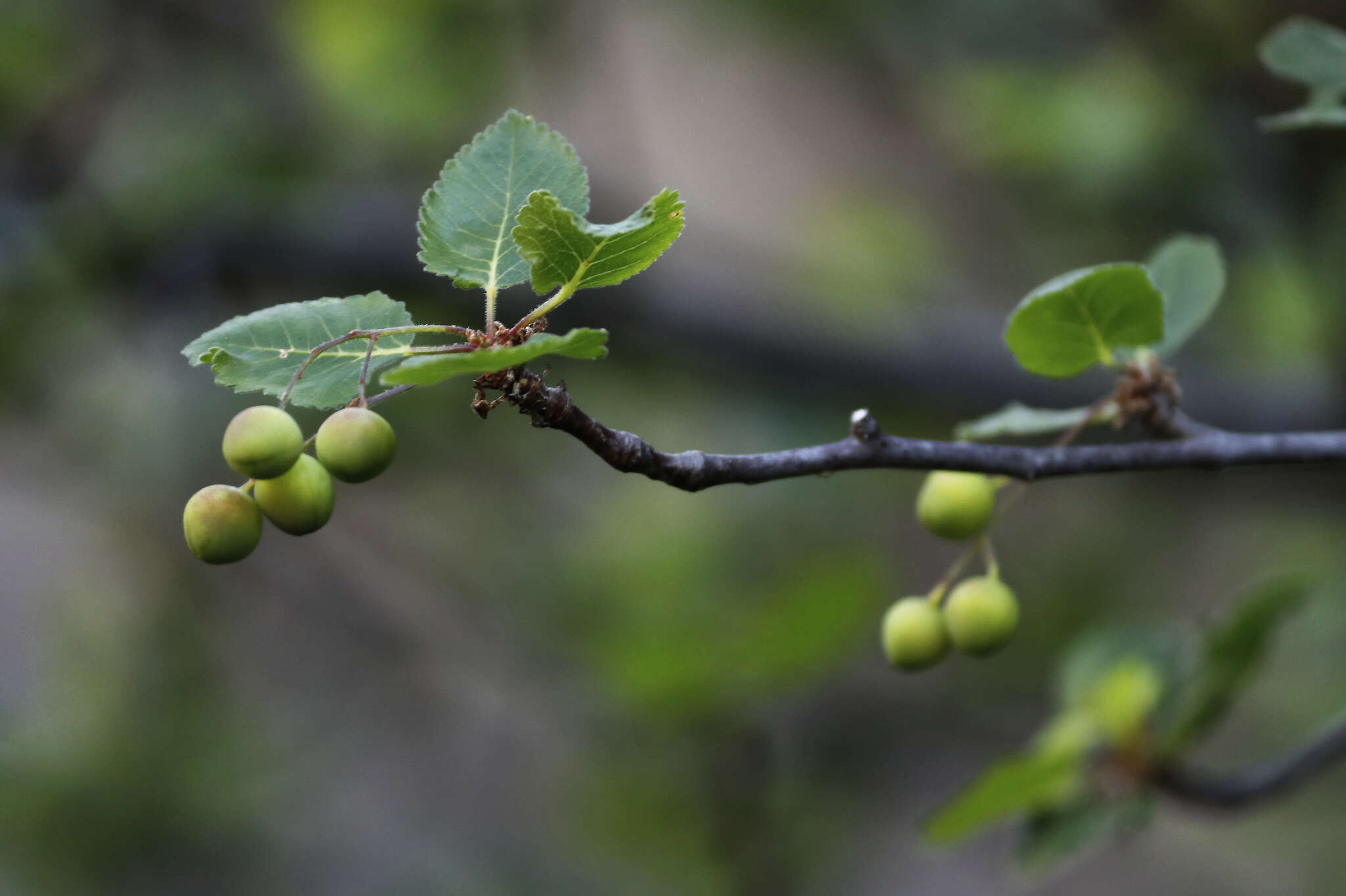 Sivun Bursera epinnata (Rose) Engl. kuva